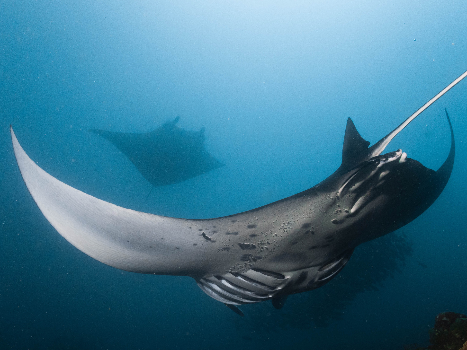A manta ray gliding overhead through deep blue water, with a second manta in the distance